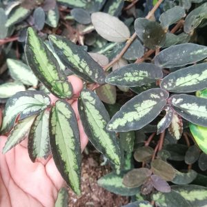 Close-up of Pellionia Repens leaves showing their wavy, watermelon-like texture.