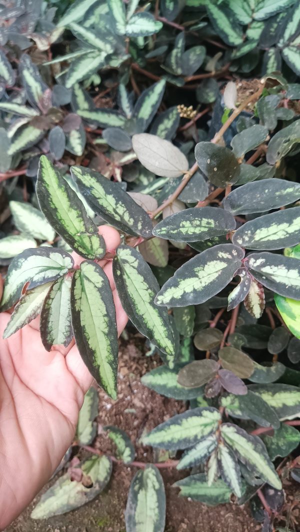 Close-up of Pellionia Repens leaves showing their wavy, watermelon-like texture.