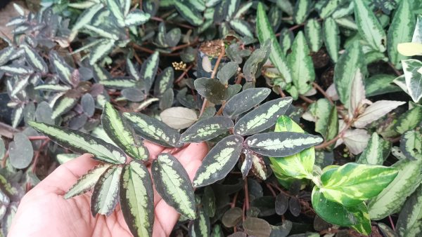 Pellionia Repens showing its unique silvery-green foliage on a shelf.