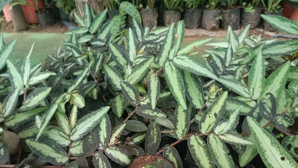 Pellionia Repens in a pot with trailing vines, next to other houseplants.