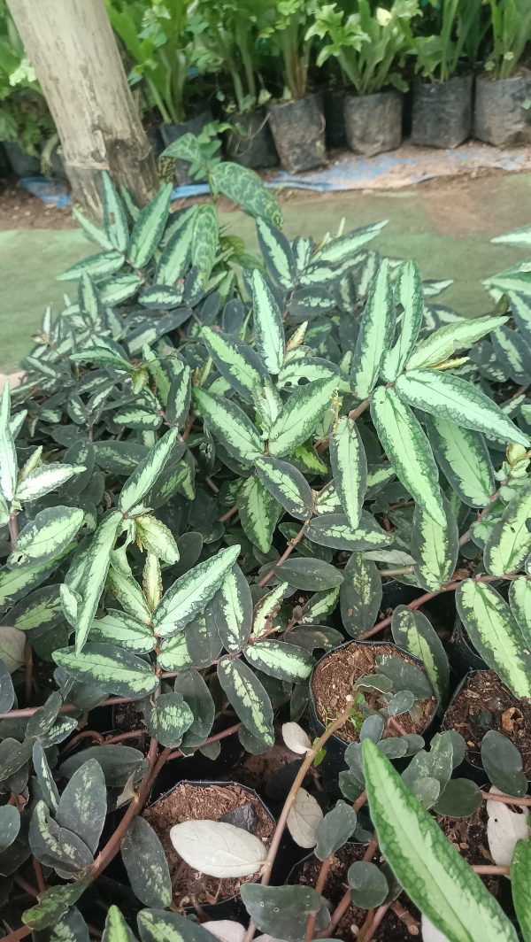 Pellionia Repens in a garden setting, with lush trailing vines.