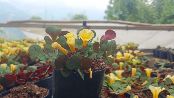 A charming office desk with Oxalis ‘Glauca’ adding a pop of greenery.