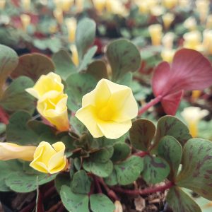 A close-up of Oxalis ‘Glauca’ with soft green leaves and vibrant yellow flowers.