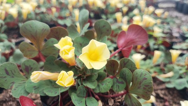 A close-up of Oxalis ‘Glauca’ with soft green leaves and vibrant yellow flowers.