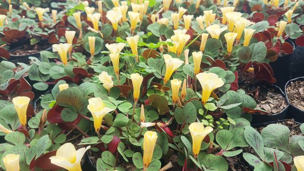 A vibrant cluster of Oxalis luteola growing outdoors in a garden bed.