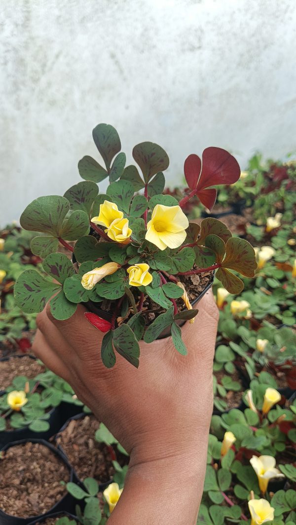 A potted Oxalis luteola on a rustic wooden table with gardening tools beside it.