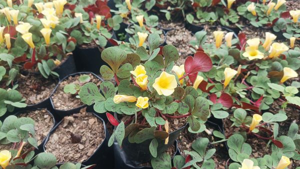 False Shamrock in full bloom surrounded by other indoor plants.