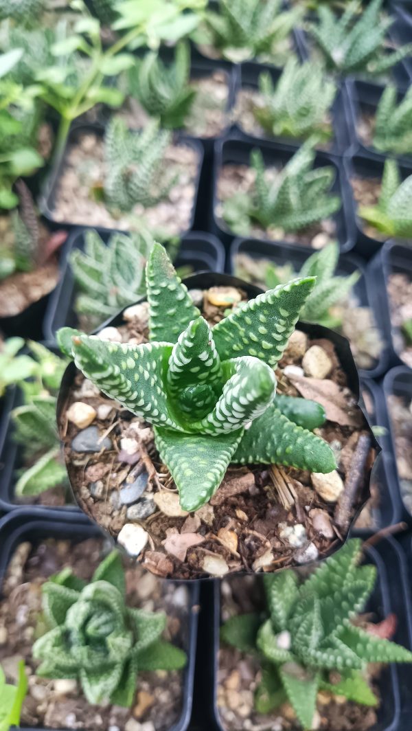 Beautiful indoor display of the Haworthia Tulista Pumila Hybrid next to a window