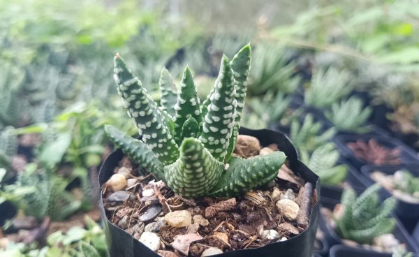 Haworthia Tulista Pumila Hybrid in a modern ceramic pot on a wooden desk