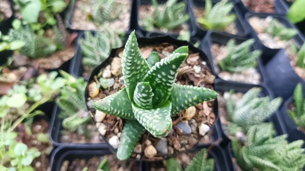 Zebra plant with rosette-shaped green leaves and white stripes.