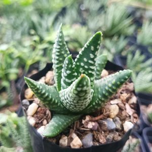 Haworthia Tulista Pumila Hybrid in natural light with a soft green hue