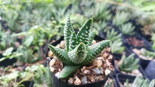 Haworthia Tulista Pumila Hybrid in natural light with a soft green hue