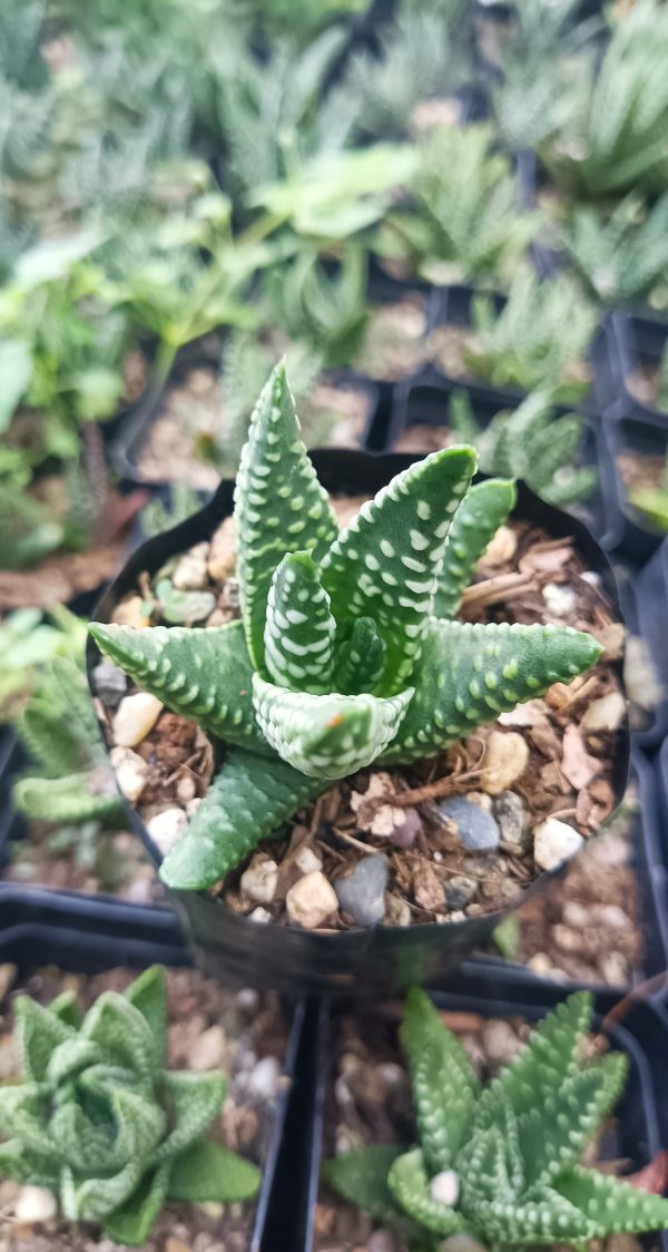 Succulent Haworthia Tulista Pumila Hybrid in a minimalist home décor setup