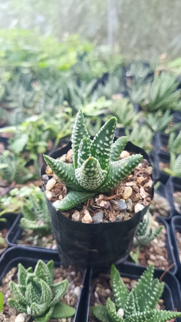 Haworthia Tulista Pumila Hybrid in a garden setting surrounded by other succulents