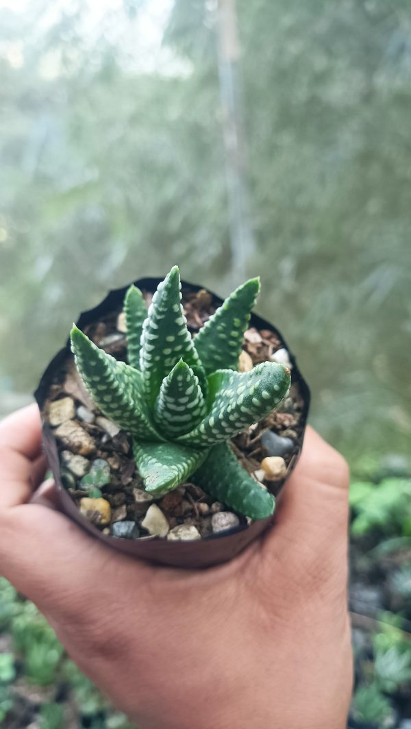 Close-up of Haworthia Tulista Pumila Hybrid succulent with green leaves and white markings