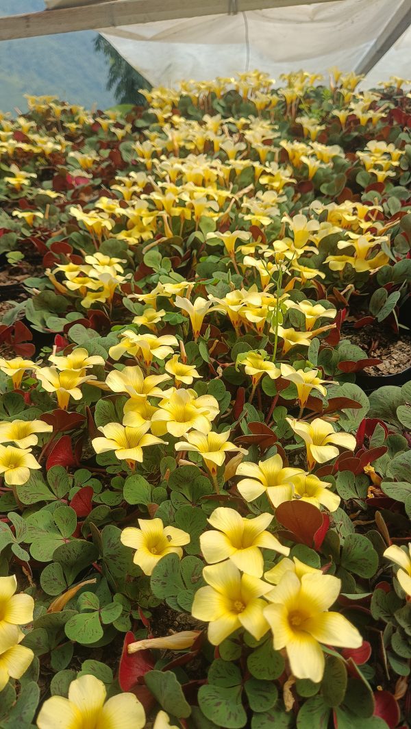 Oxalis luteola in a decorative pot on a windowsill, catching sunlight.