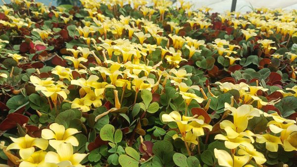 Oxalis ‘Glauca’ leaves shimmering under soft morning light.