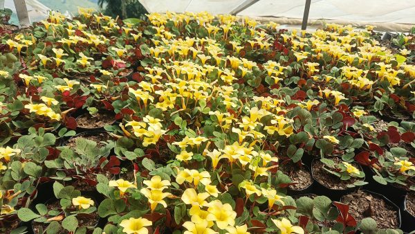 Yellow Woodsorrel growing as ground cover in a lush garden.