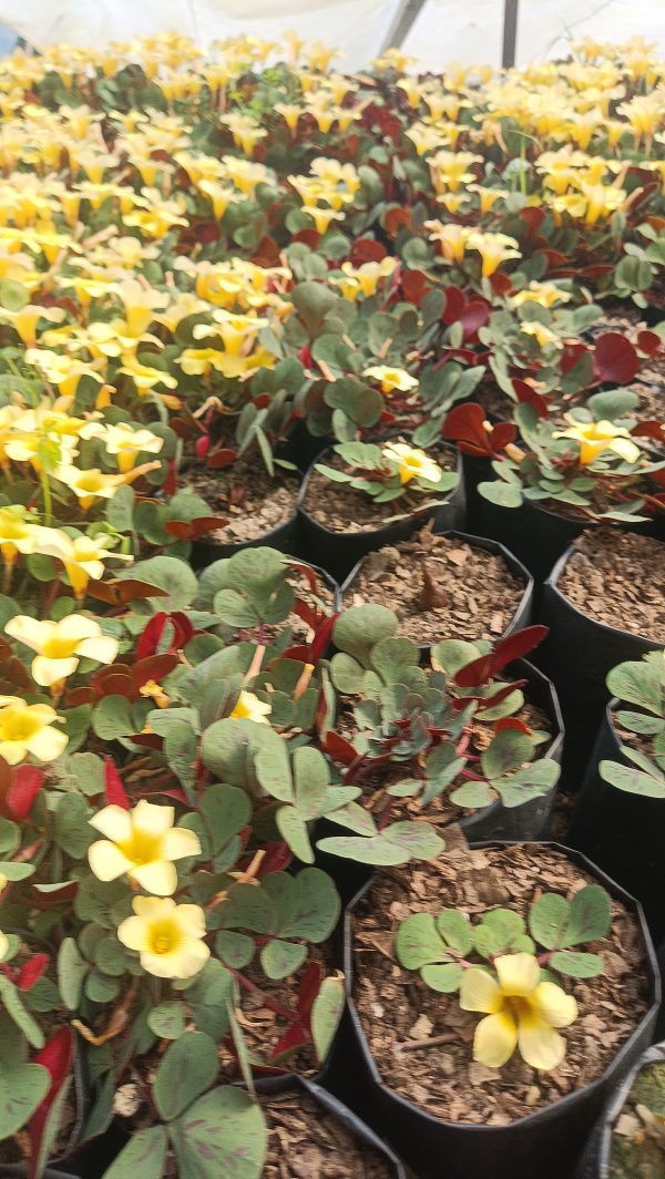 A hanging planter featuring Oxalis ‘Glauca’ cascading over the edges.