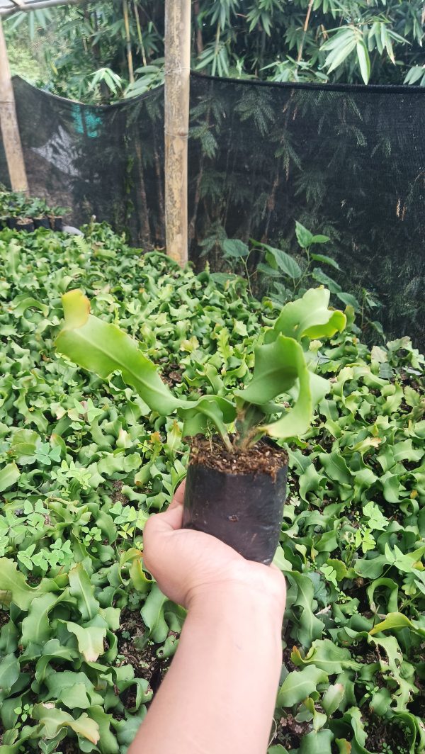 Indoor Dragon Fruit plant thriving in a decorative pot.