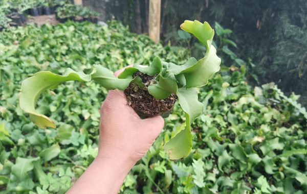 Dragon Fruit plant with vibrant green stems in a garden.