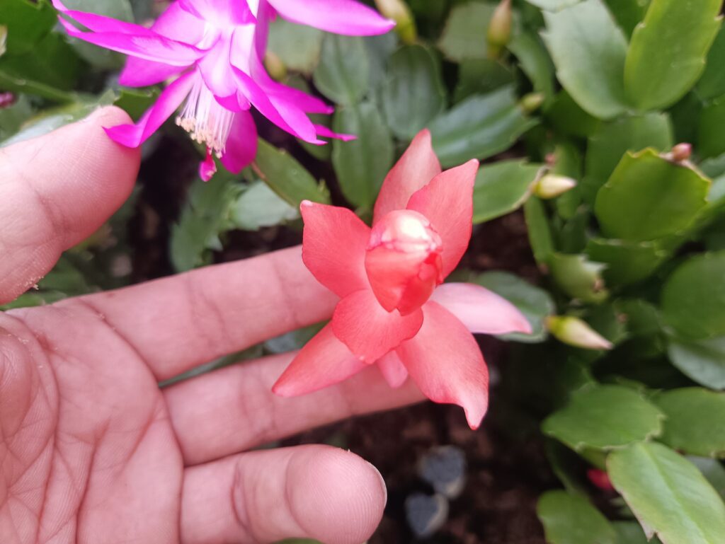 A blooming Christmas Cactus with bright pink flowers.