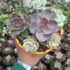 Succulent Combo Set of 6 – Echeveria Collection