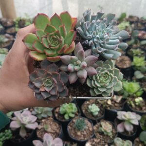 Exquisite succulent combo set featuring Pinky Trumpet, Echeveria Ben Badis, and more.