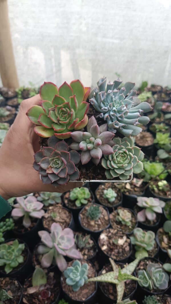 Exquisite succulent combo set featuring Pinky Trumpet, Echeveria Ben Badis, and more.