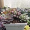 Perfectly packaged succulent combo set for plant enthusiasts.