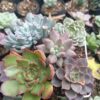 Beautiful succulent plants arranged in a stylish combo set.