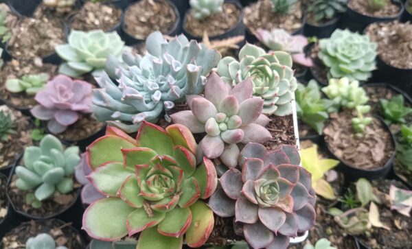 Beautiful succulent plants arranged in a stylish combo set.