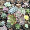 Vibrant succulents in a bare-rooted arrangement ready for your home or garden.