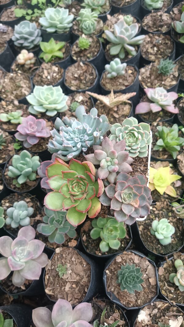 Vibrant succulents in a bare-rooted arrangement ready for your home or garden.