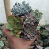 Stunning Echeveria Blue Berry Hybrid and Pinky Trumpet succulents in one set.
