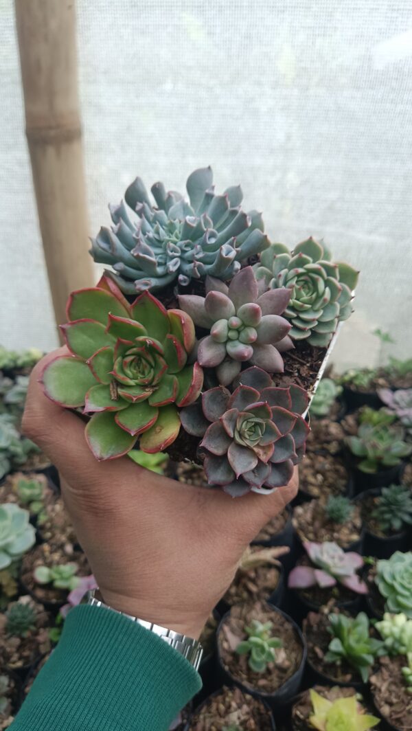 Stunning Echeveria Blue Berry Hybrid and Pinky Trumpet succulents in one set.