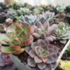 Elegant succulent combo set perfect for office and home décor.