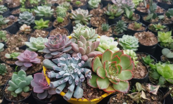 Buy Succulent Combo Online India – Set of 6 Beautiful Plants