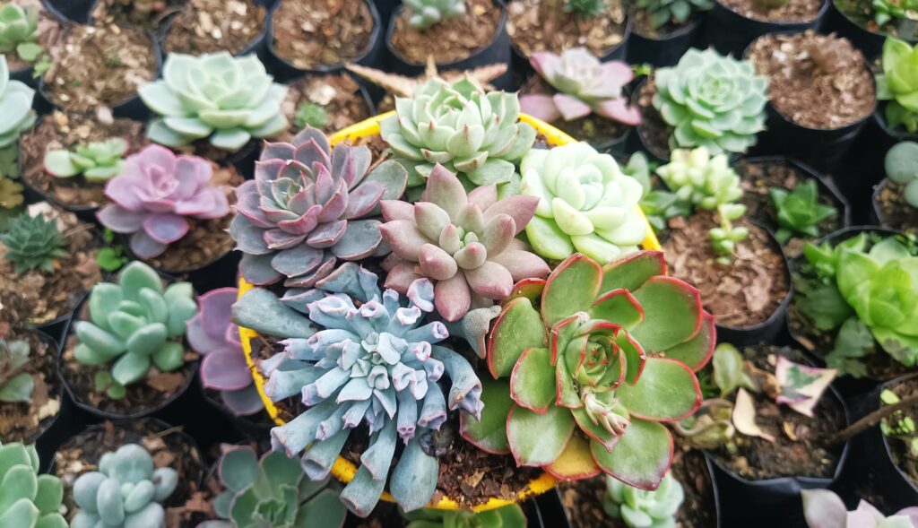 Succulent Combo Set of 6 in a Decorative Pot