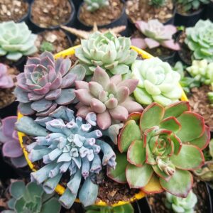 Succulent Combo Set of 6 in a Decorative Pot