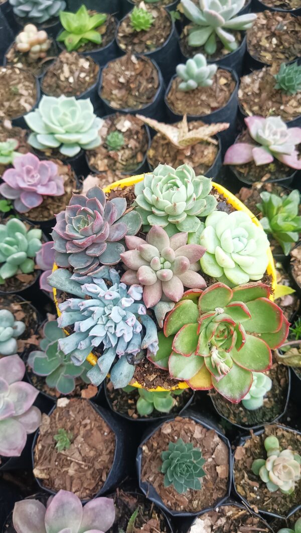 Beautiful Succulent Combo Set – Echeveria, Pachyphytum & More