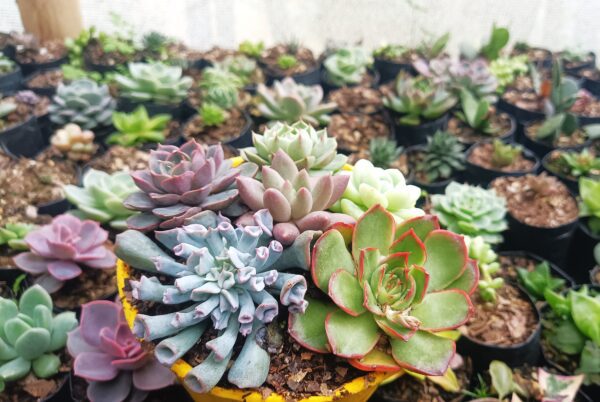 uy Succulent Combo Online India – Get Discount on Set of 6