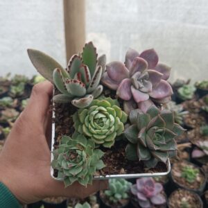 Succulent Combo Set 5 II on a modern wooden table.