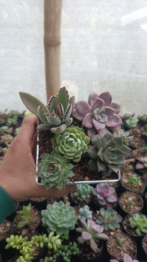 Succulent Combo Set 5 II on a modern wooden table.