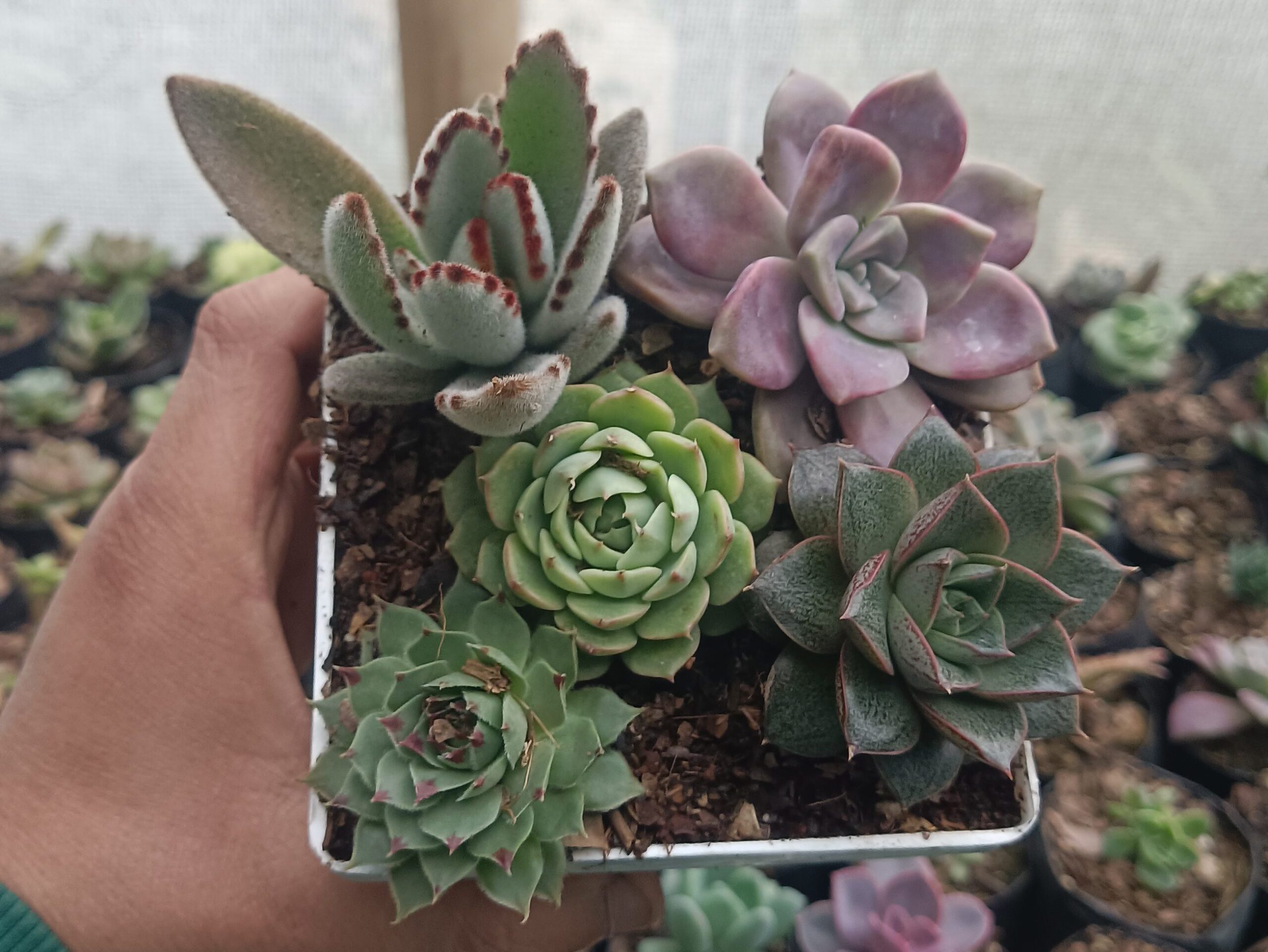 Succulent Combo Set 5 II on a modern wooden table.