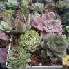 Bare-rooted succulents in transit.