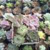 All five succulents from the Combo Set 5 II arranged together. Image Title: Succulent Combo Set 5 II - A Perfect Blend of 5 Unique Plants