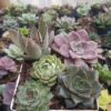 Hybrid Laxmi Kamal succulent with lotus-shaped leaves.