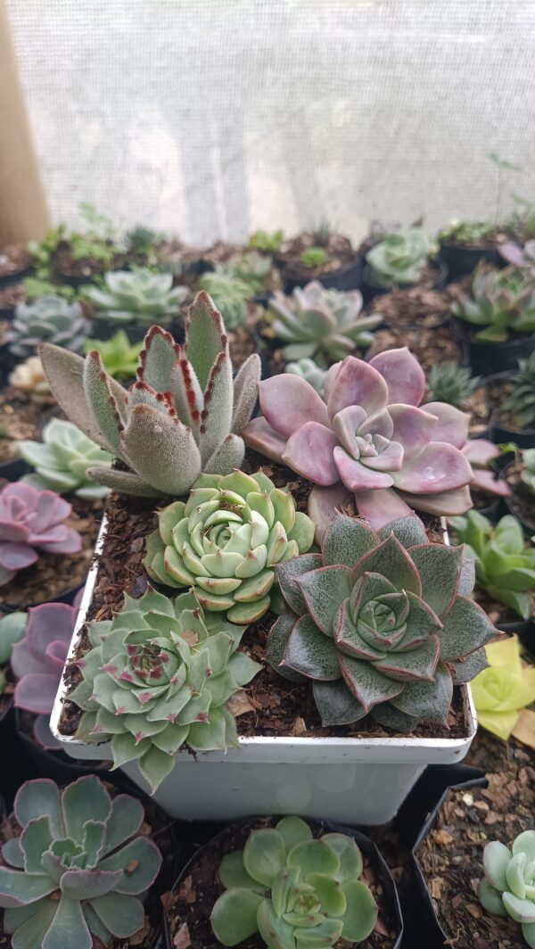 Hybrid Laxmi Kamal succulent with lotus-shaped leaves.