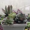 Succulents in a modern office setting.